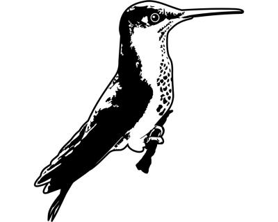 Wandtattoo Kolibri sitzend - Ansicht 1