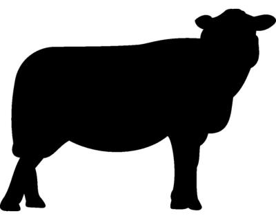 Schaf Wandtattoo - Ansicht 1