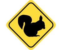 Warnschild Eichhörnchen Aufkleber
