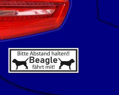 Aufkleber Beagle fhrt mit Aufkleber