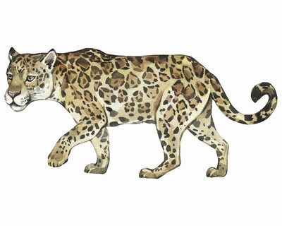 Jaguar Aufkleber - Ansicht 1