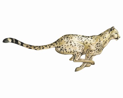Gepard Aufkleber