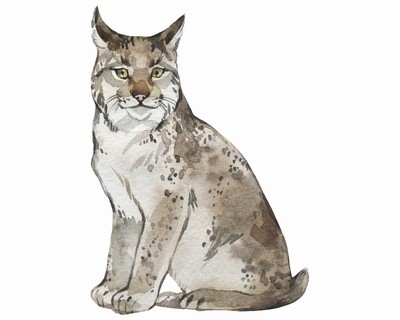 Luchs Aufkleber