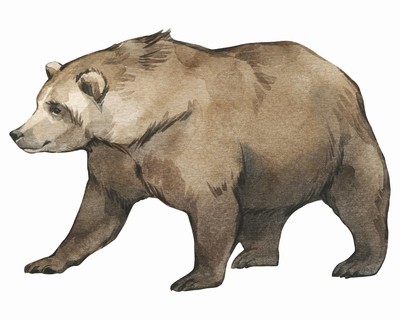 Braunbr Aufkleber