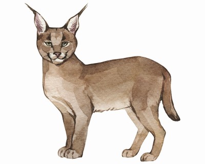 Karakal Aufkleber