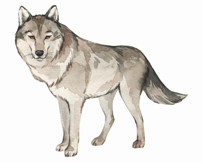 Wolf Aufkleber
