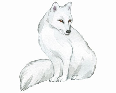 Polarfuchs Aufkleber