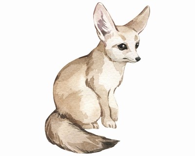 Fennek Wstenfuchs Aufkleber - Ansicht 1