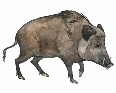 Wildschwein Aufkleber