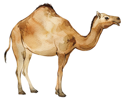 Kamel Aufkleber