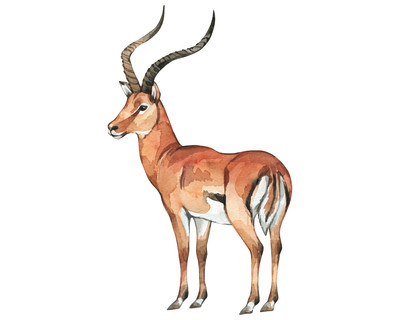 Impala Antilope Aufkleber