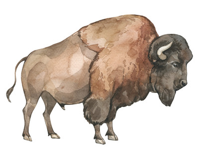 Bison Aufkleber