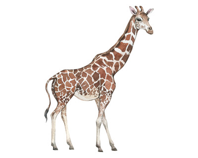 Giraffe Aufkleber