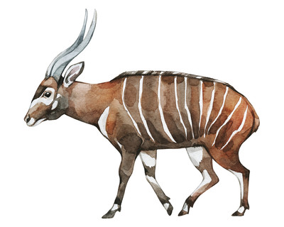 Bongo Antilope Aufkleber