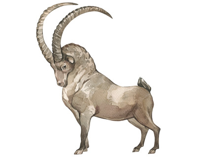 Steinbock Aufkleber