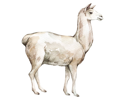 Lama Aufkleber