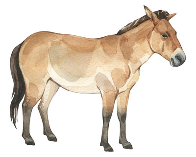 Przewalski Pferd Aufkleber