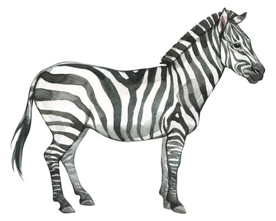 Zebra Aufkleber