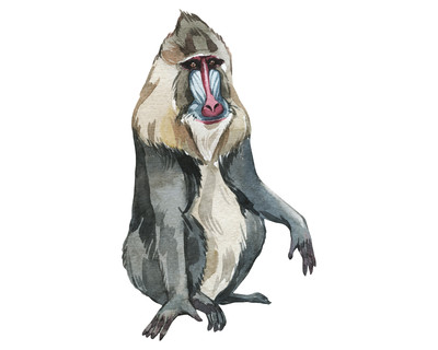 Mandrill Aufkleber