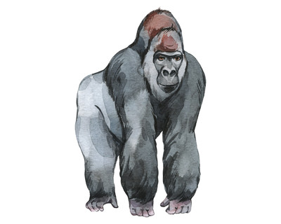 Gorilla Aufkleber