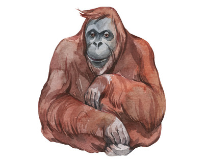 Orang-Utan Aufkleber