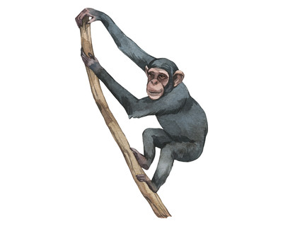 Schimpanse Aufkleber
