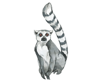 Lemur Aufkleber