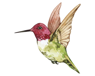 Kolibri Aufkleber
