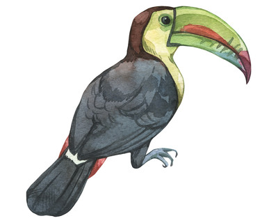 Tukan Aufkleber