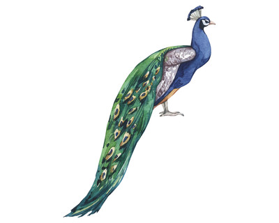 Pfau Aufkleber