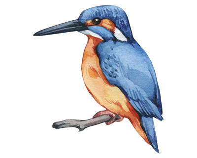 Eisvogel Aufkleber