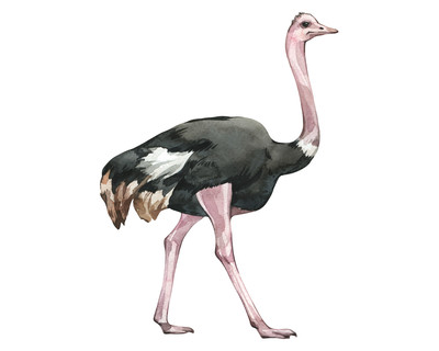 Strau Aufkleber