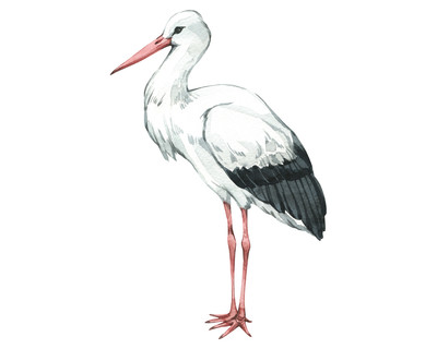 Storch Aufkleber