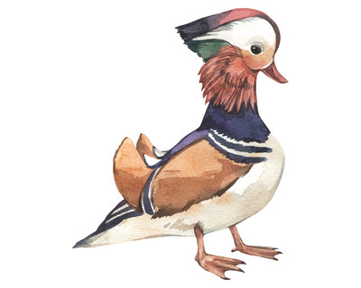 Mandarinente Aufkleber