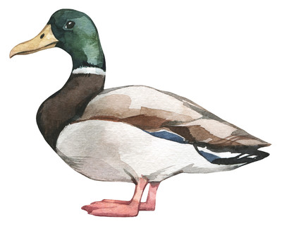 Ente Aufkleber