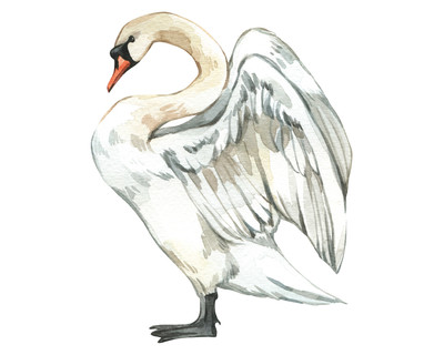 Schwan Aufkleber