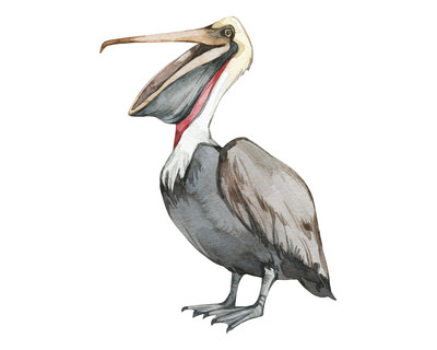 Pelikan Aufkleber