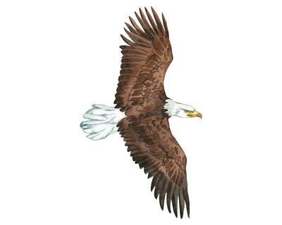 Weikopfseeadler Aufkleber