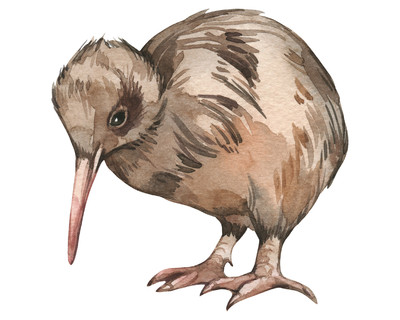 Kiwi Aufkleber