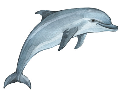 Delfin Aufkleber