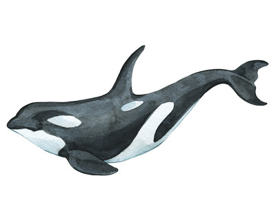 Schwertwal Orca Aufkleber