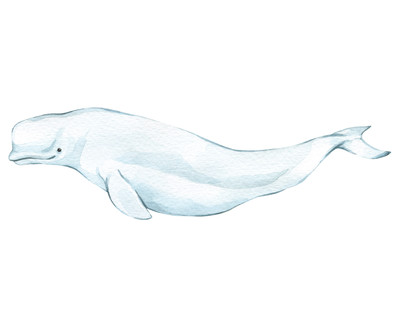 Weiwal Beluga Aufkleber