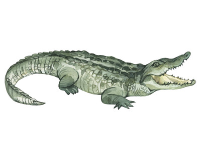 Krokodil Aufkleber