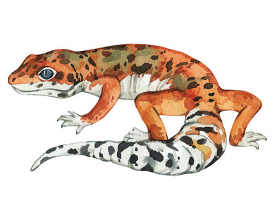 Leopardgecko Aufkleber