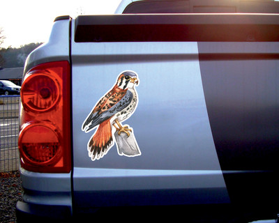 Buntfalke Falke Aufkleber - Ansicht 2