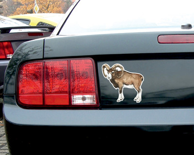 Urial Steppenschaf Aufkleber - Ansicht 3