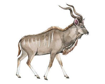Kudu Antilope Aufkleber