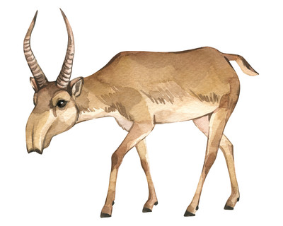 Saiga Antilope Aufkleber