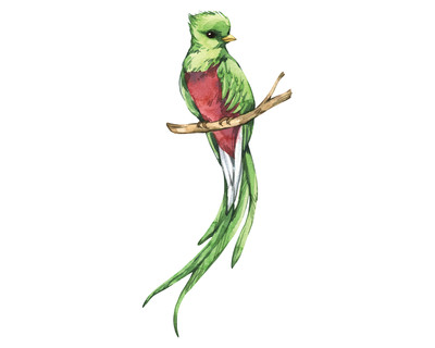 Quetzal Vogel Aufkleber
