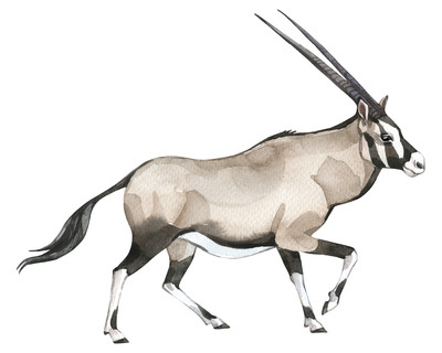 Oryx Antilope Aufkleber